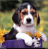 [RattlerScans - Gone to the Dogs] Beagle