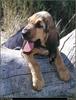 [RattlerScans - Gone to the Dogs] Bloodhound