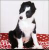 [RattlerScans - Gone to the Dogs] Border Collie