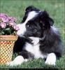 [RattlerScans - Gone to the Dogs] Border Collie