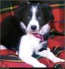 [RattlerScans - Gone to the Dogs] Border Collie