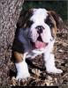 [RattlerScans - Gone to the Dogs] English Bulldog
