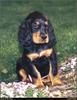 [RattlerScans - Gone to the Dogs] Gordon Setter
