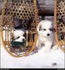 [RattlerScans - Gone to the Dogs] Great Pyrenees