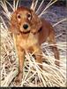 [RattlerScans - Gone to the Dogs] Irish Setter
