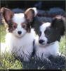 [RattlerScans - Gone to the Dogs] Papillon