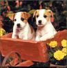 [RattlerScans - Gone to the Dogs] Parson Russell Terrier