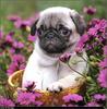 [RattlerScans - Gone to the Dogs] Pug