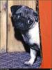[RattlerScans - Gone to the Dogs] Pug
