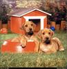 [RattlerScans - Gone to the Dogs] Rhodesian Ridgeback