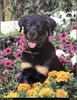 [RattlerScans - Gone to the Dogs] Rottweiler