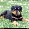 [RattlerScans - Gone to the Dogs] Rottweiler