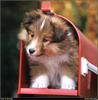 [RattlerScans - Gone to the Dogs] Shetland Sheepdog