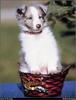 [RattlerScans - Gone to the Dogs] Shetland Sheepdog