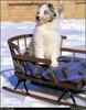 [RattlerScans - Gone to the Dogs] Shetland Sheepdog