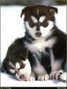 [RattlerScans - Gone to the Dogs] Siberian Husky