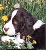 [RattlerScans - Gone to the Dogs] Springer Spaniel