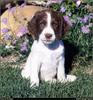 [RattlerScans - Gone to the Dogs] Springer Spaniel