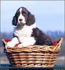 [RattlerScans - Gone to the Dogs] Springer Spaniel