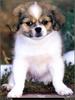 [RattlerScans - Gone to the Dogs] Tibetan Spaniel