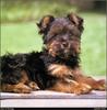 [RattlerScans - Gone to the Dogs] Yorkshire Terrier