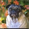 [RattlerScans - Gone to the Dogs] Pug