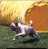 [RattlerScans - Gone to the Dogs] Pug