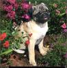 [RattlerScans - Gone to the Dogs] Pug