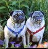 [RattlerScans - Gone to the Dogs] Pug