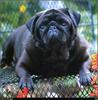 [RattlerScans - Gone to the Dogs] Pug
