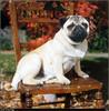 [RattlerScans - Gone to the Dogs] Pug