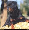 [RattlerScans - Gone to the Dogs] Rottweiler