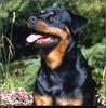 [RattlerScans - Gone to the Dogs] Rottweiler