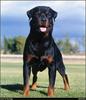 [RattlerScans - Gone to the Dogs] Rottweiler