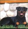 [RattlerScans - Gone to the Dogs] Rottweiler