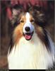 [RattlerScans - Gone to the Dogs] Shetland Sheepdog