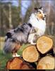 [RattlerScans - Gone to the Dogs] Shetland Sheepdog