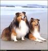 [RattlerScans - Gone to the Dogs] Shetland Sheepdog