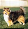 [RattlerScans - Gone to the Dogs] Shetland Sheepdog