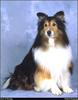 [RattlerScans - Gone to the Dogs] Shetland Sheepdog