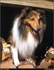 [RattlerScans - Gone to the Dogs] Shetland Sheepdog