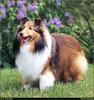 [RattlerScans - Gone to the Dogs] Shetland Sheepdog