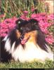 [RattlerScans - Gone to the Dogs] Shetland Sheepdog