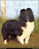 [RattlerScans - Gone to the Dogs] Shetland Sheepdog