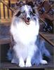 [RattlerScans - Gone to the Dogs] Shetland Sheepdog