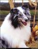 [RattlerScans - Gone to the Dogs] Shetland Sheepdog