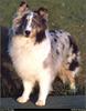 [RattlerScans - Gone to the Dogs] Shetland Sheepdog