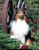 [RattlerScans - Gone to the Dogs] Shetland Sheepdog