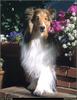 [RattlerScans - Gone to the Dogs] Shetland Sheepdog