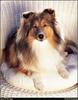 [RattlerScans - Gone to the Dogs] Shetland Sheepdog